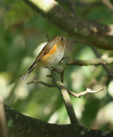 Red-flanked Bluetail (6) - Thorpeness