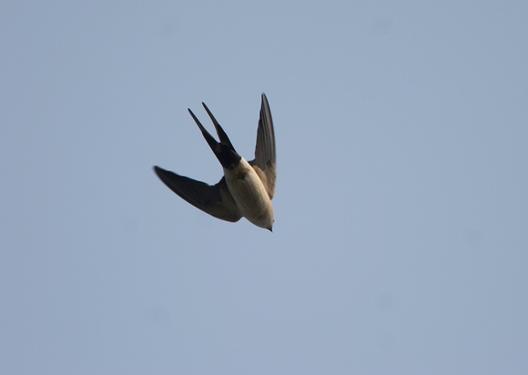 Red-rumped Swallow (2) - Brogborough