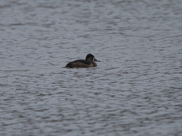 Ring-necked Duck - Weir Wood