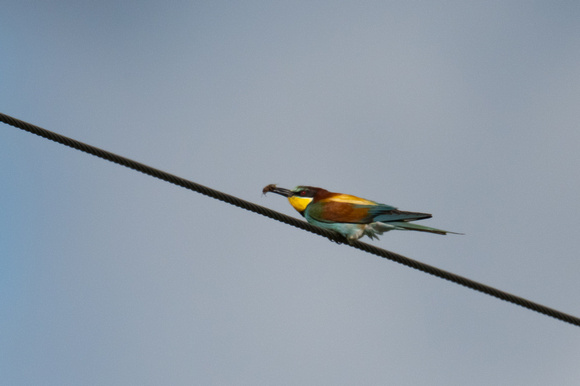 Bee-eater - Trimingham - 260622