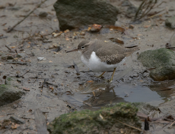 Spotted Sandpiper - Hayle