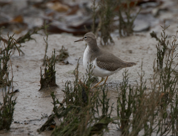 Spotted Sandpiper (2) - Hayle