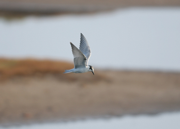 Whiskered Tern - Titchwell