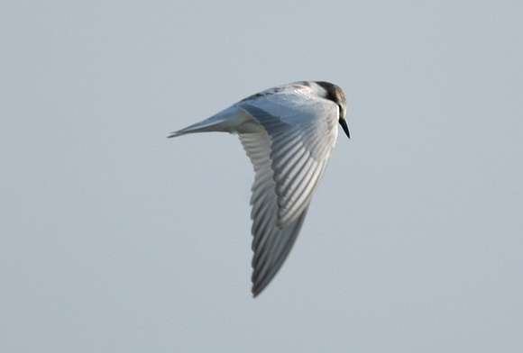 Whiskered Tern (2 large) - Titchwell
