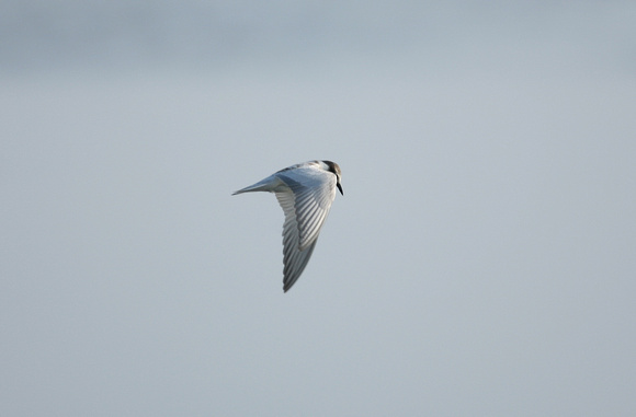 Whiskered Tern (2) - Titchwell