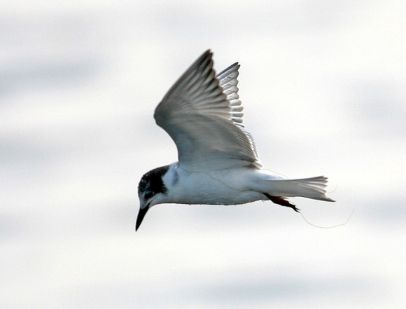 Whiskered Tern (4 large) - Titchwell