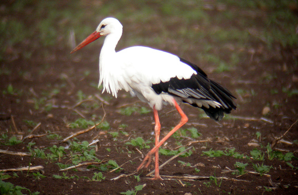 White Stork - Peterborough