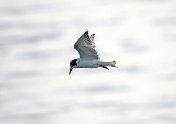 Whiskered Tern (4) - Titchwell