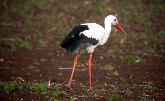 White Stork (2) - Peterborough