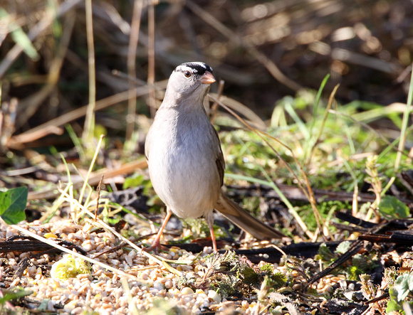 White-crowned Sparrow (a3) - Cley
