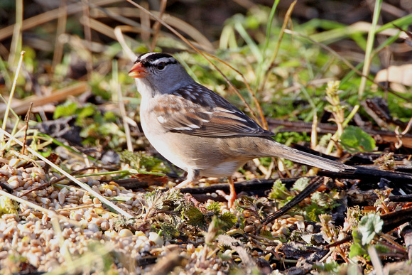 White-crowned Sparrow (a4) - Cley