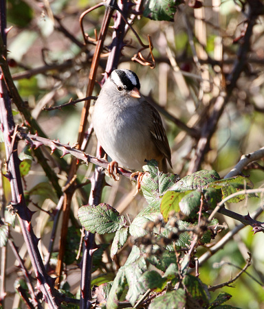 White-crowned Sparrow (a5) - Cley