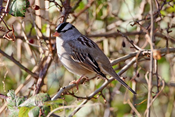 White-crowned Sparrow (a6) - Cley