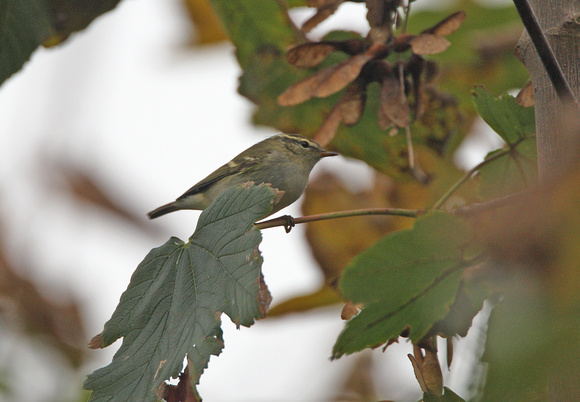 Yellow-browed Warbler - HolyVale