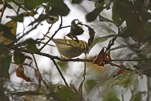 Yellow-browed Warbler - Porthellick
