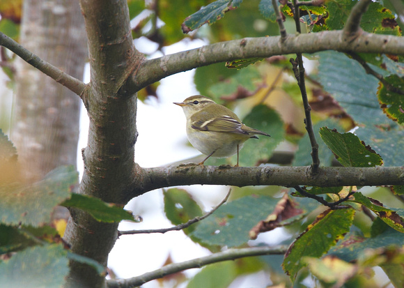 Yellow-browed Warbler - St Marys2O6Y3185