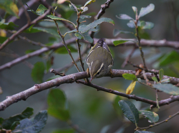 Yellow-browed Warbler (3) - Carrig Dhu