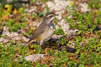 Bluethroat 8 - Porthellick