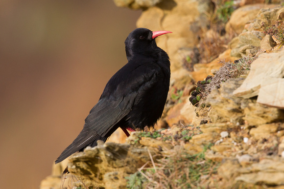 Chough 7 - South Stack 180115