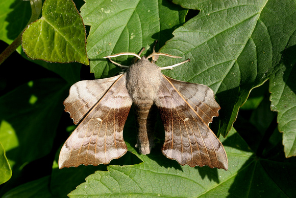 Poplar hawk-moth (2006-1) - Garden