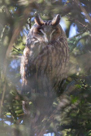 Long-eared Owl - Burton Marsh 060215