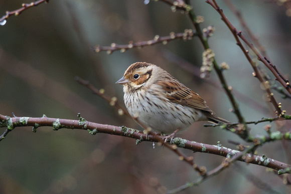 Little Bunting 4 - Gulval 120315