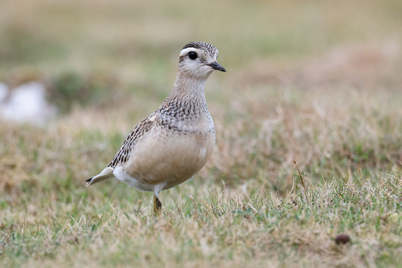 Dotterel 8 - Great Orme - Sep22