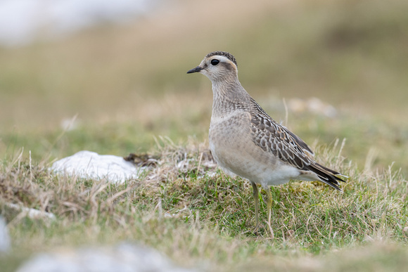 Dotterel 9 - Great Orme - Sep22