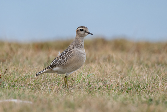 Dotterel 7 - Great Orme - Sep22