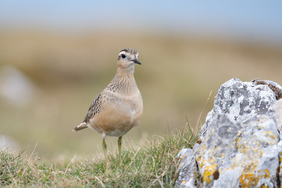 Dotterel 10 - Great Orme - Sep22