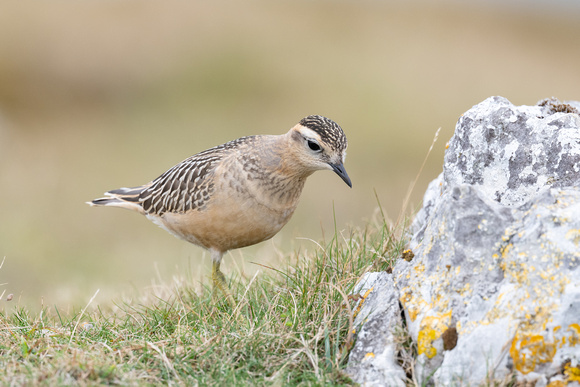 Dotterel 11 - Great Orme - Sep22