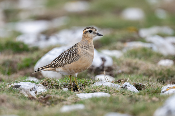 Dotterel 6 - Great Orme - Sep22