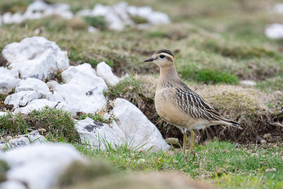 Dotterel 5 - Great Orme - Sep22