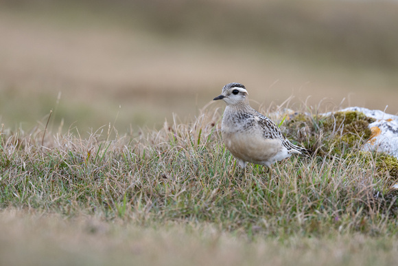 Dotterel 4 - Great Orme - Sep22