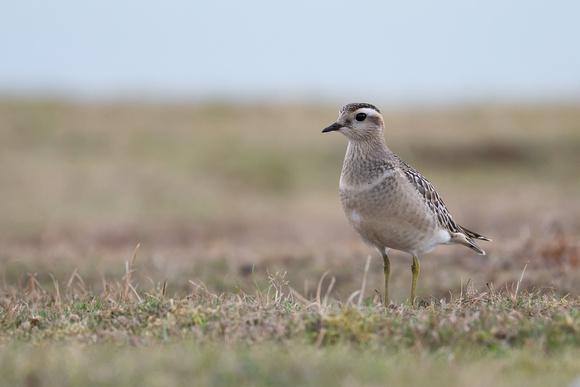 Dotterel 3 - Great Orme - Sep22