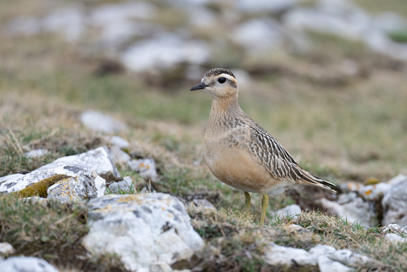 Dotterel 2 - Great Orme - Sep22