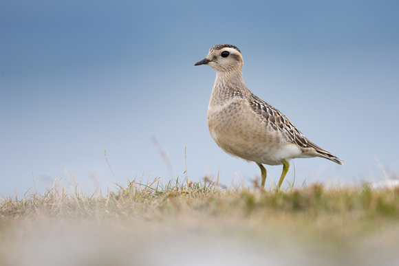 Dotterel - Great Orme - Sep22