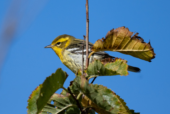 Blackburnian Warbler 17 -  Bryher - Oct 22