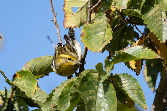 Blackburnian Warbler 14 -  Bryher - Oct 22