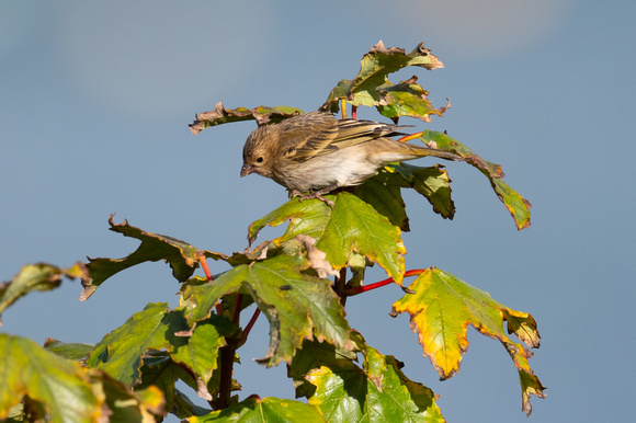 Common Rosefinch 2 - Newman - Oct 22