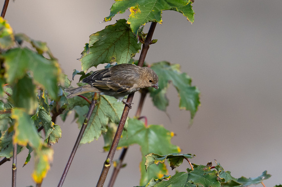 Common Rosefinch 3 - Newman - Oct 22