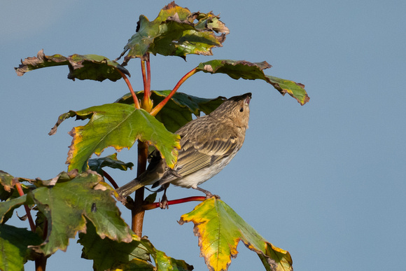 Common Rosefinch - Newman - Oct 22