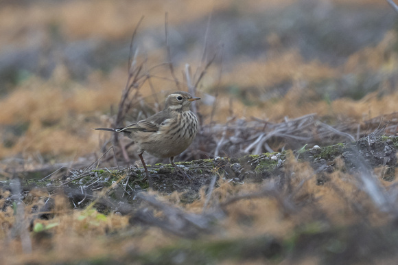 Buff-bellied Pipit 6 - Normandy - Oct 22