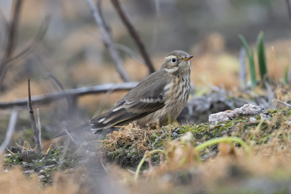Buff-bellied Pipit 5 - Normandy - Oct 22