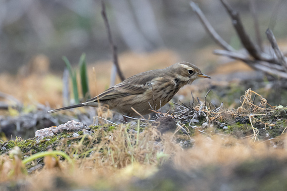 Buff-bellied Pipit 4 - Normandy - Oct 22