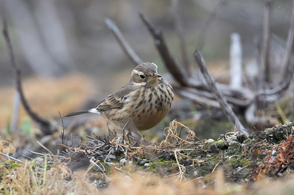 Buff-bellied Pipit 3 - Normandy - Oct 22