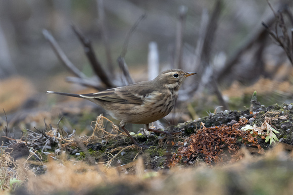 Buff-bellied Pipit 2 - Normandy - Oct 22