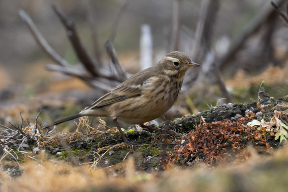 Buff-bellied Pipit - Normandy - Oct 22