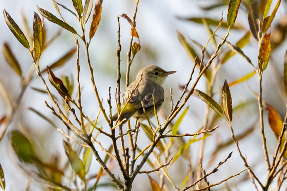 Melodious Warbler 2 - Higher Moors - Oct 22