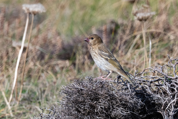 Common Rosefinch - Airport - Oct 22